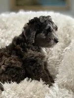 Cookie, a male Miniature Aussiedoodle for sale in New Columbia, PA – 6 of 7