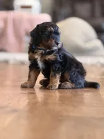 Reggie, a male Miniature Aussiedoodle for sale in New Columbia, PA – 4 of 4