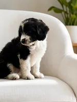 Charlie, a male Miniature Aussiedoodle for sale in New Columbia, PA – 2 of 5