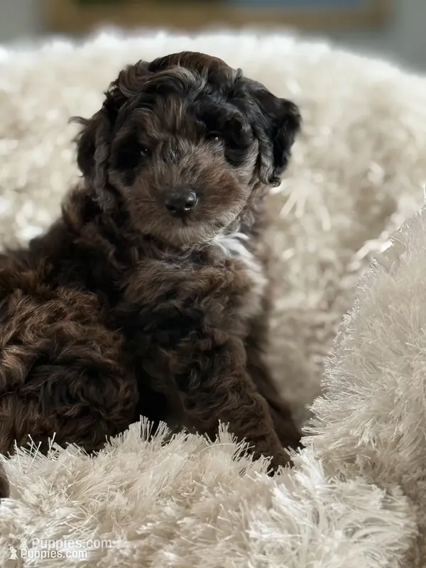 Cookie – Miniature Aussiedoodle puppy for sale in New Columbia, PA