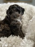 Cookie, a male Miniature Aussiedoodle for sale in New Columbia, PA – 4 of 7