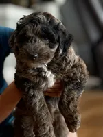 Cookie, a male Miniature Aussiedoodle for sale in New Columbia, PA – 1 of 7