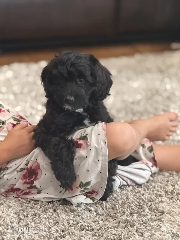 Teddy – Miniature Aussiedoodle puppy for sale in New Columbia, PA