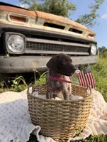Wrenley, a female German Shorthaired Pointer for sale in Wellsville, PA – 3 of 3