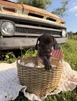 Wrenley, a female German Shorthaired Pointer for sale in Wellsville, PA – 2 of 3