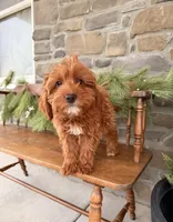 Rue, a female Miniature Goldendoodle for sale in Wellsville, PA – Photo 1 of 5