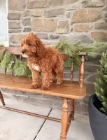 Rue, a female Miniature Goldendoodle for sale in Wellsville, PA – Photo 4 of 5