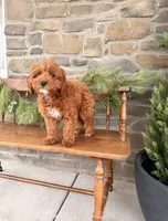 Rue, a female Miniature Goldendoodle for sale in Wellsville, PA – Photo 3 of 5