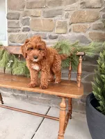 Rue, a female Miniature Goldendoodle for sale in Wellsville, PA – Photo 2 of 5