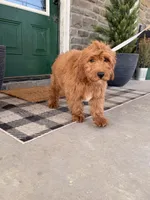 Rhys, a male Miniature Goldendoodle for sale in Wellsville, PA – Photo 2 of 2