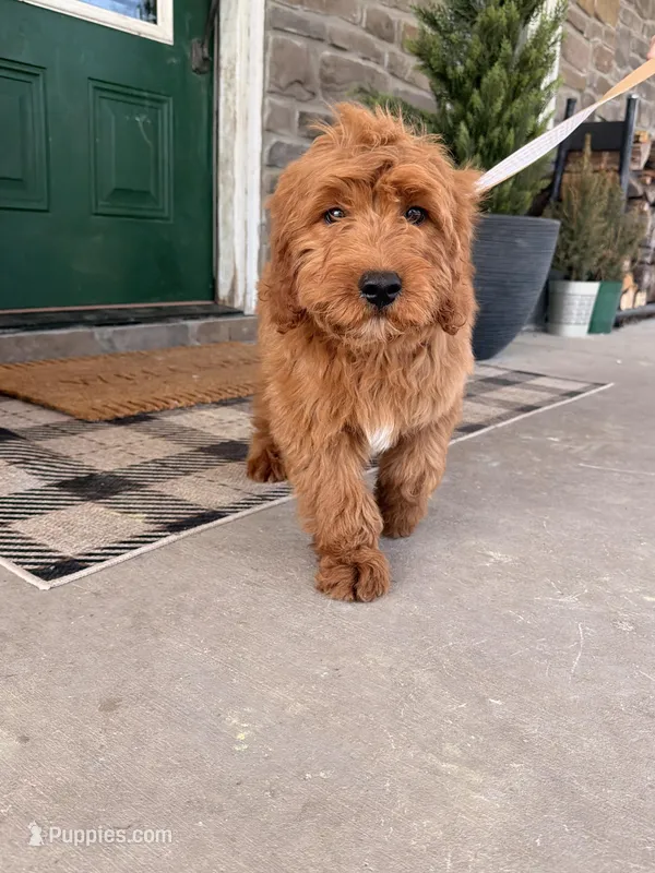 Rhys – Miniature Goldendoodle puppy for sale in Wellsville, PA