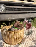 Darby, a female German Shorthaired Pointer for sale in Wellsville, PA – 3 of 3