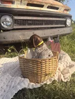 Ridge , a female German Shorthaired Pointer for sale in Wellsville, PA – 2 of 2