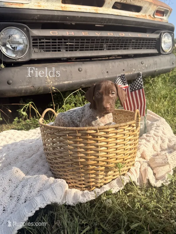 Fields  – German Shorthaired Pointer puppy for sale in Wellsville, PA