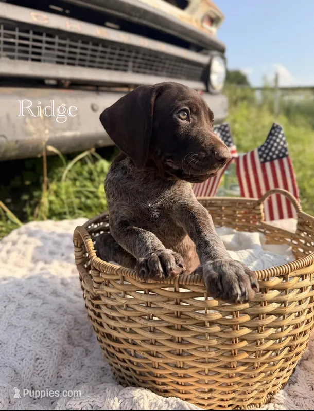 Ridge  – German Shorthaired Pointer puppy for sale in Wellsville, PA