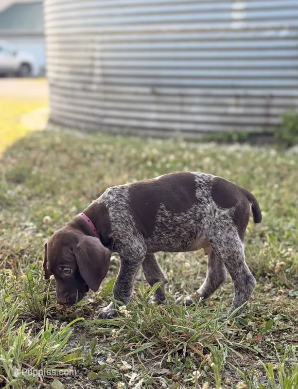Baylor – German Shorthaired Pointer puppy for sale in Wellsville, PA
