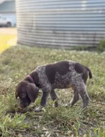 Baylor, a male German Shorthaired Pointer for sale in Wellsville, PA – 1 of 4