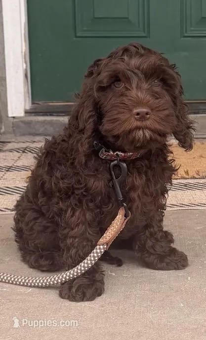 Murphy – Cockapoo puppy for sale in Wellsville, PA