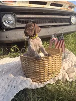 Fields , a male German Shorthaired Pointer for sale in Wellsville, PA – 3 of 3
