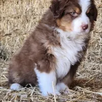 Bandit , a male Australian Shepherd and Border Collie for sale in Wellsville, PA – Photo 3 of 3