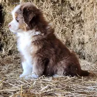 Bandit , a male Australian Shepherd and Border Collie for sale in Wellsville, PA – Photo 1 of 3