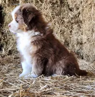Bandit , a male Australian Shepherd and Border Collie for sale in Wellsville, PA – Photo 1 of 3