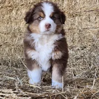 Bandit , a male Australian Shepherd and Border Collie for sale in Wellsville, PA – Photo 2 of 3
