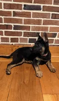 Lena, a female German Shepherd Dog for sale in Wellsville, PA – Photo 3 of 4