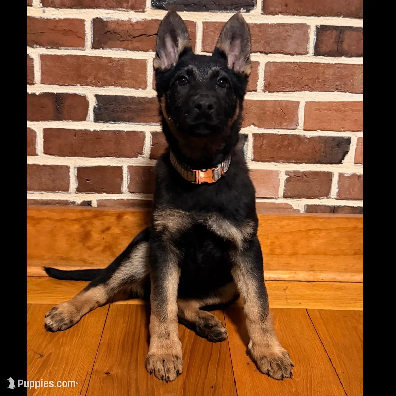 Lena, a female German Shepherd Dog for sale in Wellsville, PA – Photo 2 of 4