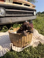 Finch, a male German Shorthaired Pointer for sale in Wellsville, PA – 2 of 3