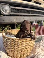 Reese, a female German Shorthaired Pointer for sale in Wellsville, PA – 3 of 3