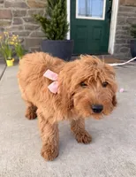 Della, a female Miniature Goldendoodle for sale in Wellsville, PA – Photo 1 of 2