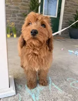 Della, a female Miniature Goldendoodle for sale in Wellsville, PA – Photo 2 of 2