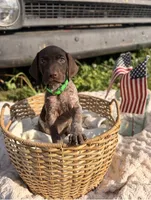 Darby, a female German Shorthaired Pointer for sale in Wellsville, PA – 2 of 3