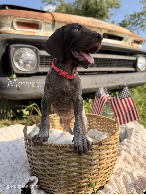 Merritt – German Shorthaired Pointer puppy for sale in Wellsville, PA