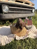 Baylor, a male German Shorthaired Pointer for sale in Wellsville, PA – 2 of 4