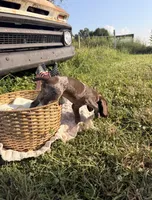 Finch, a male German Shorthaired Pointer for sale in Wellsville, PA – 3 of 3