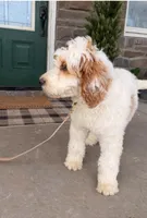 Oak, a male Miniature Bernedoodle for sale in Wellsville, PA – Photo 4 of 5