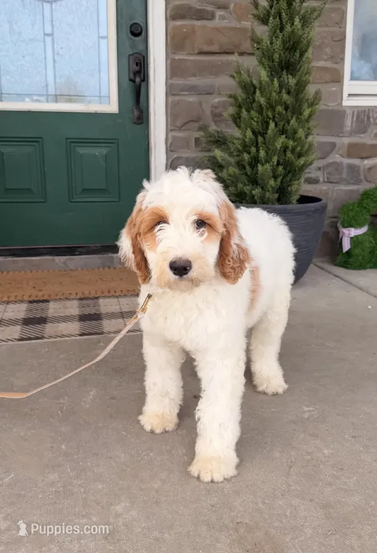 Oak – Miniature Bernedoodle puppy for sale in Wellsville, PA