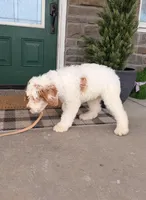 Oak, a male Miniature Bernedoodle for sale in Wellsville, PA – Photo 5 of 5