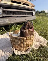 Finch, a male German Shorthaired Pointer for sale in Wellsville, PA – 1 of 3