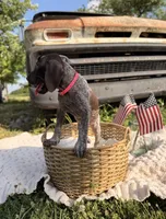 Merritt, a female German Shorthaired Pointer for sale in Wellsville, PA – 2 of 3