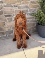 Winston, a male Irish Doodle for sale in Wellsville, PA – Photo 3 of 3