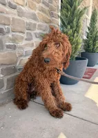 Winston, a male Irish Doodle for sale in Wellsville, PA – Photo 2 of 3
