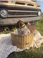 Fields , a male German Shorthaired Pointer for sale in Wellsville, PA – 2 of 3