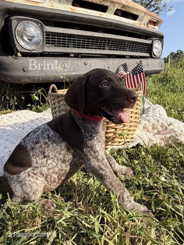Brinley  – German Shorthaired Pointer puppy for sale in Wellsville, PA