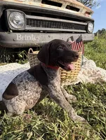 Brinley , a female German Shorthaired Pointer for sale in Wellsville, PA – 1 of 3