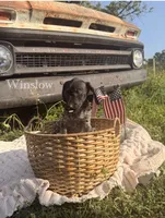 Winslow, a female German Shorthaired Pointer for sale in Wellsville, PA – 1 of 2