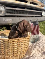 Reese, a female German Shorthaired Pointer for sale in Wellsville, PA – 1 of 3