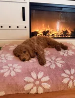 Daisy , a female Irish Doodle for sale in Wellsville, PA – Photo 2 of 3